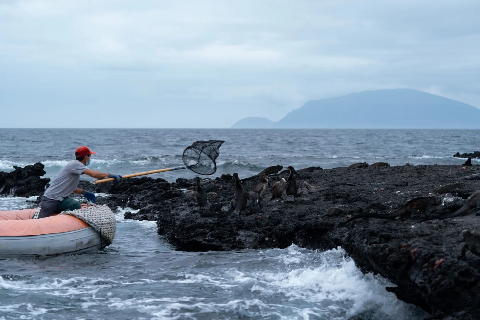 A person in a small dinghy wearing a surgical mask, raising a large net over a flock of cormorants on black rocks, surrounded by sea