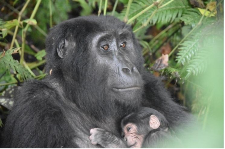 Gorillas being protected by Uganda Wildlife Authority