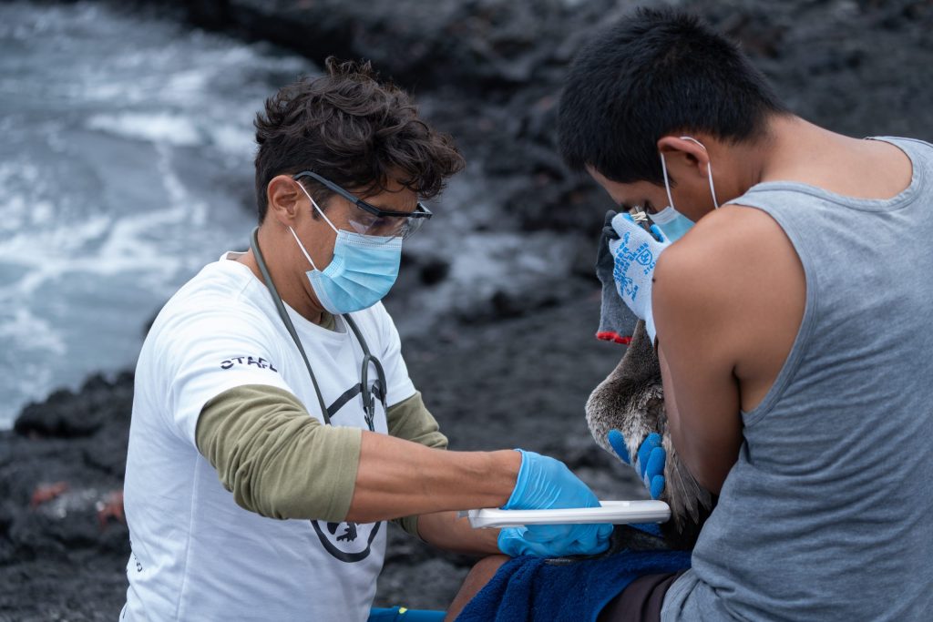 Two people wearing surgical masks and gloves, one holding a cormorant whilst the other scans it with a white hand-held device